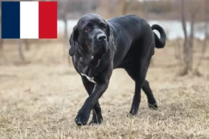 Read more about the article Fila Brasileiro criadores e cachorros em França