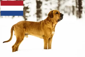 Read more about the article Fila Brasileiro criadores e cachorros nos Países Baixos