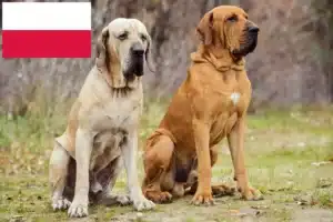 Read more about the article Fila Brasileiro criadores e cachorros na Polónia