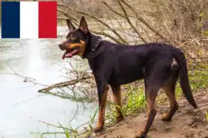 Read more about the article Criadores de Kelpie australiano e cachorros em França