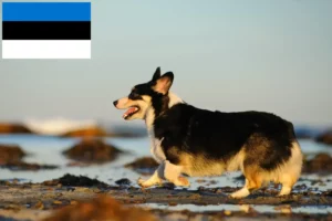 Read more about the article Criadores de Welsh Corgi e cachorros na Estónia