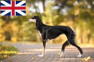 Read more about the article Criadores de saluki e cachorros na Grã-Bretanha