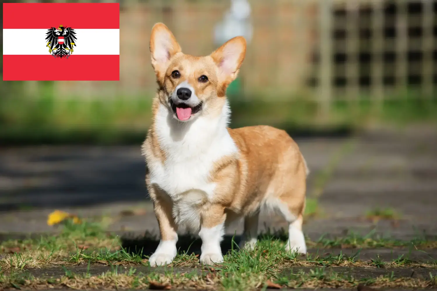 Cachorros e criadores de Welsh Corgi Áustria Aqui encontra criadores de Welsh Corgis na Áustria.