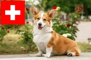 Read more about the article Criadores de Welsh Corgi e cachorros na Suíça