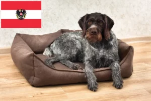 Read more about the article Criadores de Deutsch Drahthaar e cachorros na Áustria