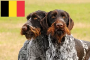 Read more about the article Criadores de pelo de arame alemão e cachorros na Bélgica