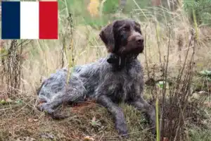 Read more about the article Criadores de Pelo Cerdoso Alemão e cachorros em França