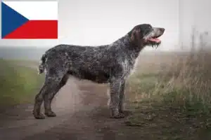 Read more about the article Criadores de Pelo Cerdoso Alemão e cachorros na República Checa