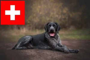 Read more about the article Criadores de Pelo Cerdoso Alemão e cachorros na Suíça