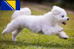 Read more about the article Criadores de maltês e cachorros na Bósnia e Herzegovina