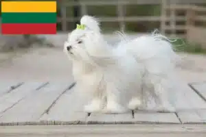 Read more about the article Criadores e cachorros de Maltês na Lituânia