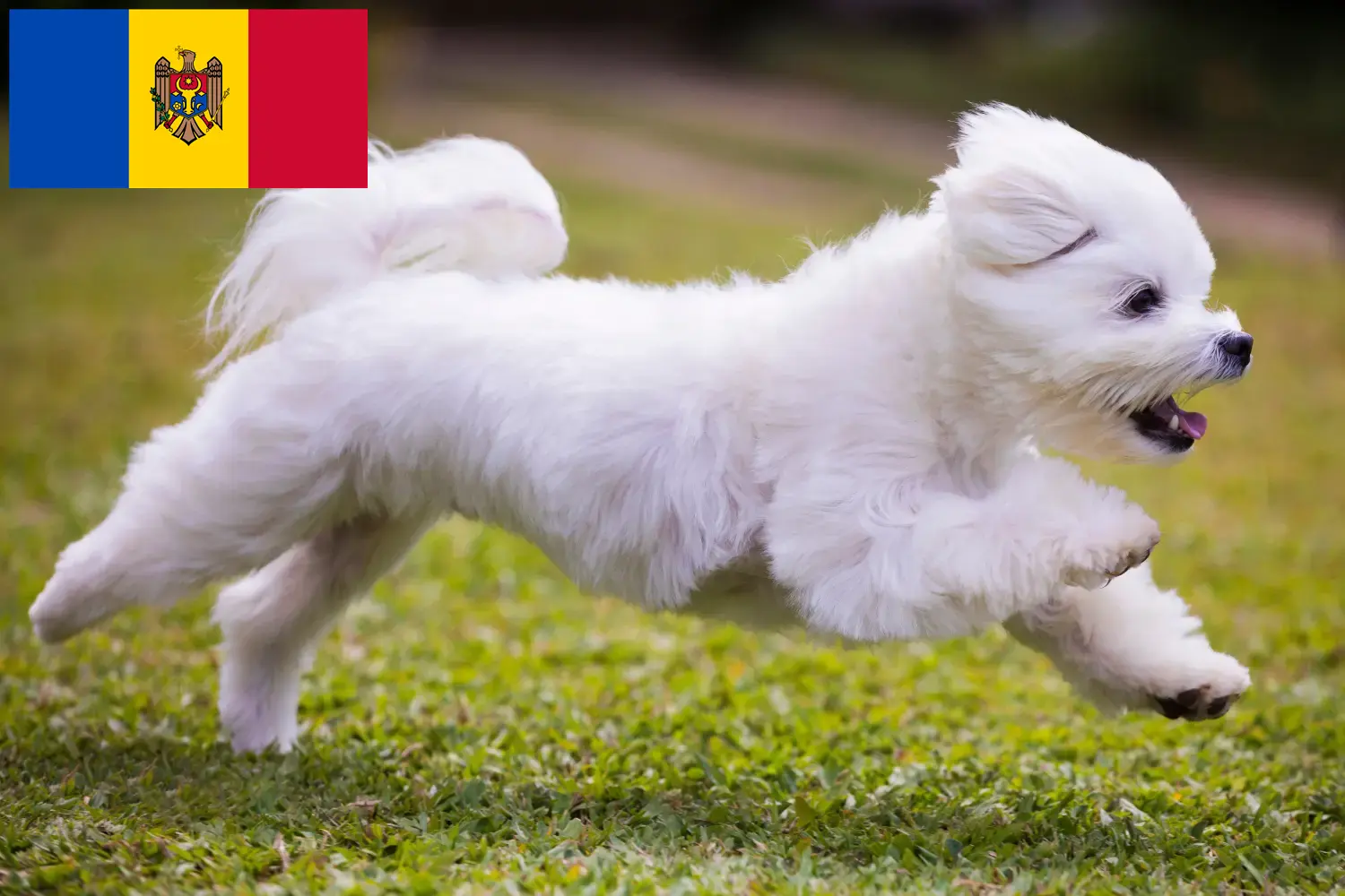 Read more about the article Criadores e cachorros de Maltês na República da Moldávia