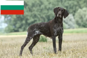 Read more about the article Criadores de pelo curto alemão e cachorros na Bulgária