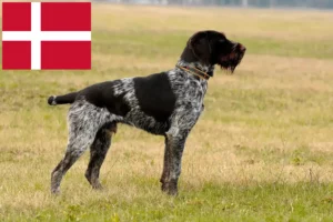 Read more about the article Criadores de pelo de arame alemão e cachorros na Dinamarca