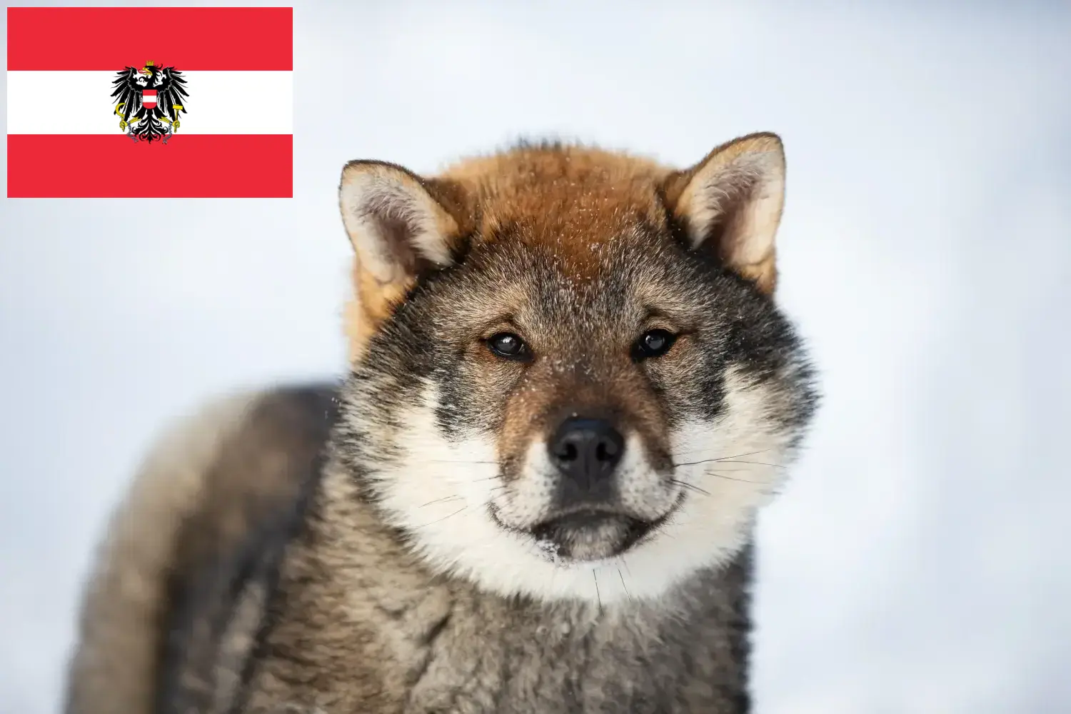 Read more about the article Criadores de Shikoku e cachorros na Áustria