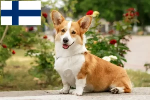 Read more about the article Criadores de Welsh Corgi e cachorros na Finlândia