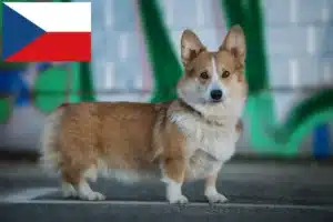 Read more about the article Criadores de Welsh Corgi e cachorros na República Checa