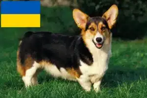 Read more about the article Criadores de Welsh Corgi e cachorros na Ucrânia