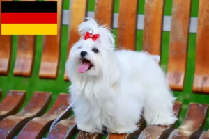 Read more about the article Criadores e cachorros de Maltês na Alemanha