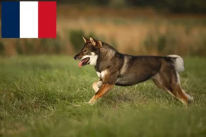 Read more about the article Criadores de Shikoku e cachorros em França