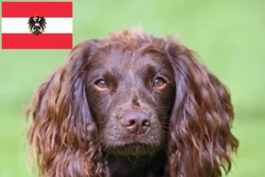 Read more about the article Criadores de Field Spaniel e cachorros na Áustria