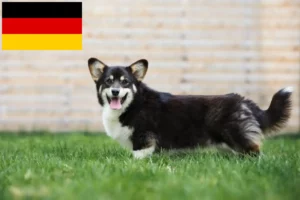 Read more about the article Criadores de Welsh Corgi e cachorros na Alemanha