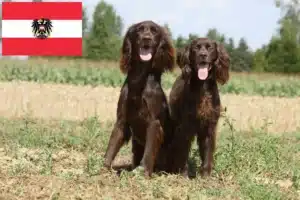 Read more about the article Criadores de pelo comprido alemão e cachorros na Áustria
