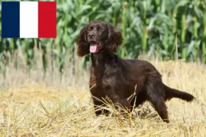 Read more about the article Criadores de pelo comprido alemão e cachorros em França