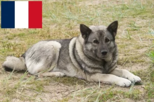 Read more about the article Criadores de Elkhound norueguês e cachorros em França