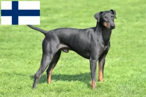 Read more about the article Criadores de Manchester Terrier e cachorros na Finlândia