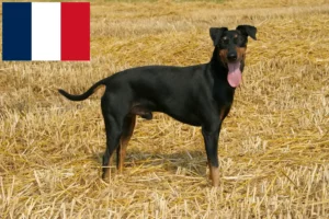 Read more about the article Criadores de Manchester Terrier e cachorros em França