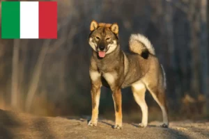 Read more about the article Criadores de Shikoku e cachorros em Itália