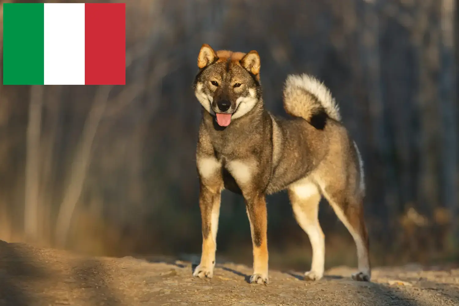 Filhotes e criadores de Shikoku Itália Aqui pode encontrar criadores de Shikoku em Itália.