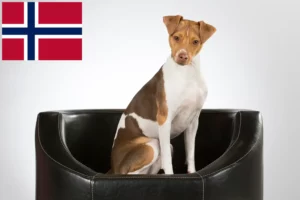 Read more about the article Criadores de Terrier Brasileiro e cachorros na Noruega
