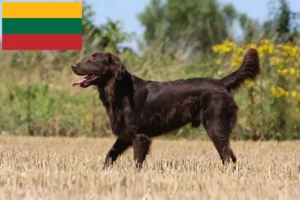 Read more about the article Criadores de Flat Coated Retriever e cachorros na Lituânia