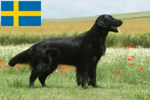 Read more about the article Criadores de Flat Coated Retriever e cachorros na Suécia