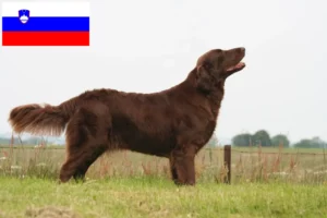 Read more about the article Criadores de Flat Coated Retriever e cachorros na Eslovénia