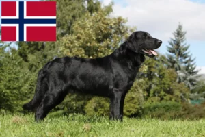 Read more about the article Criadores de Flat Coated Retriever e cachorros na Noruega