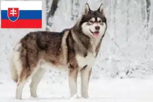 Read more about the article Criadores de Husky e cachorros na Eslováquia