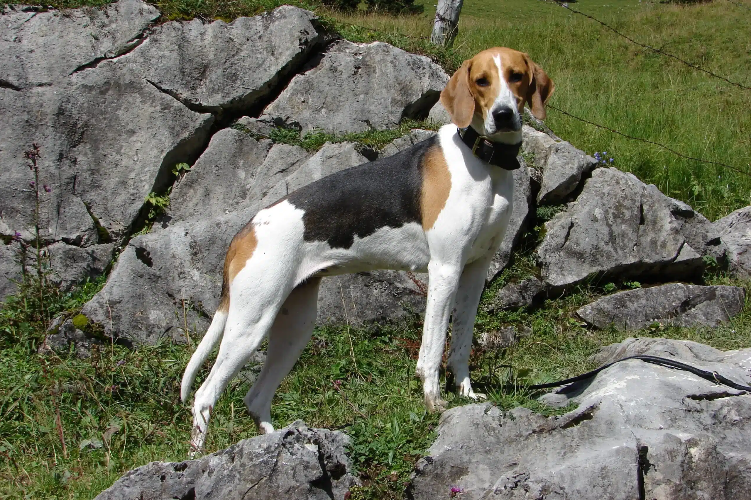 Read more about the article Criador de cães de caça franceses