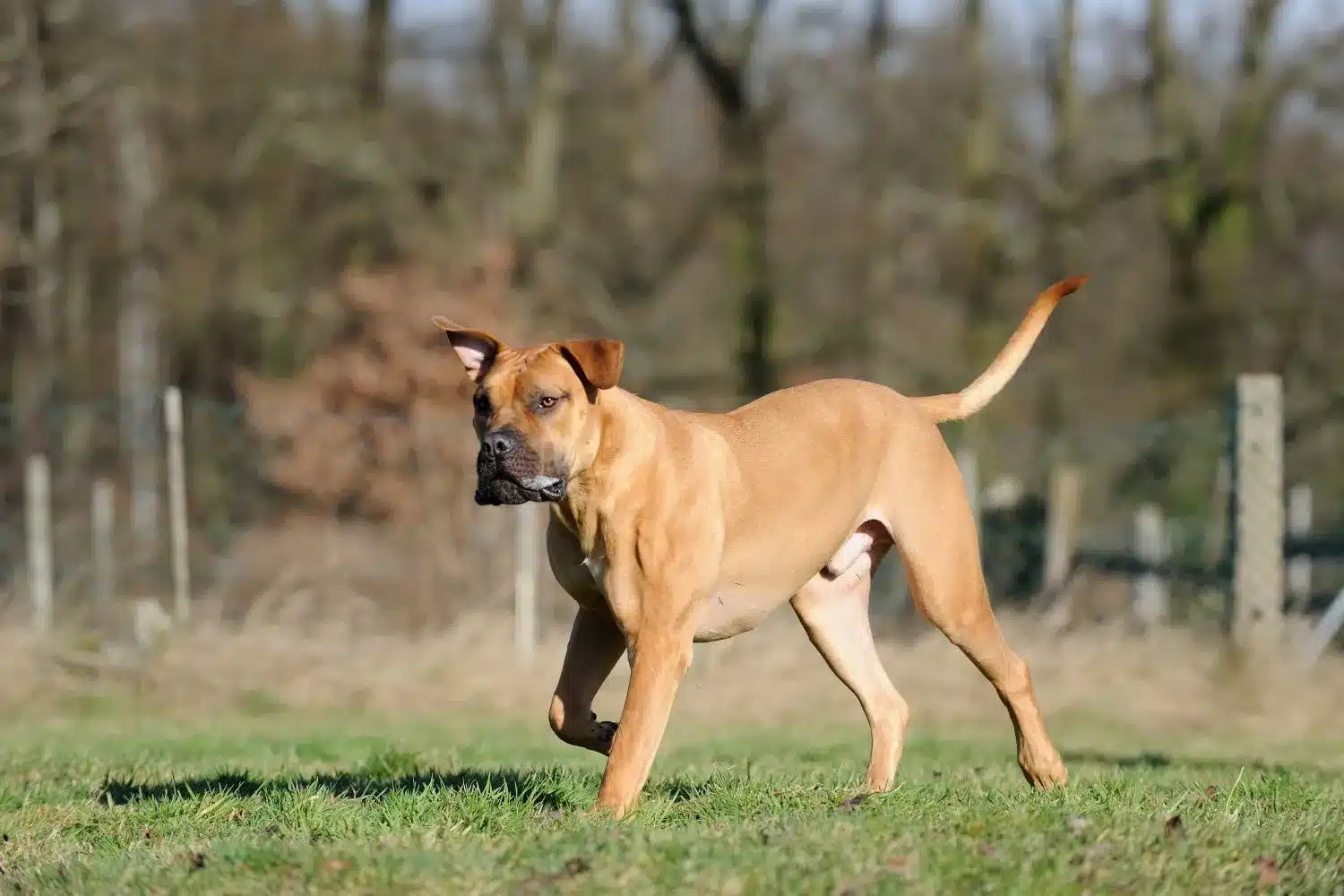 Cachorros e criadores de Boerboel Aqui pode encontrar criadores de Boerboels perto de si.
