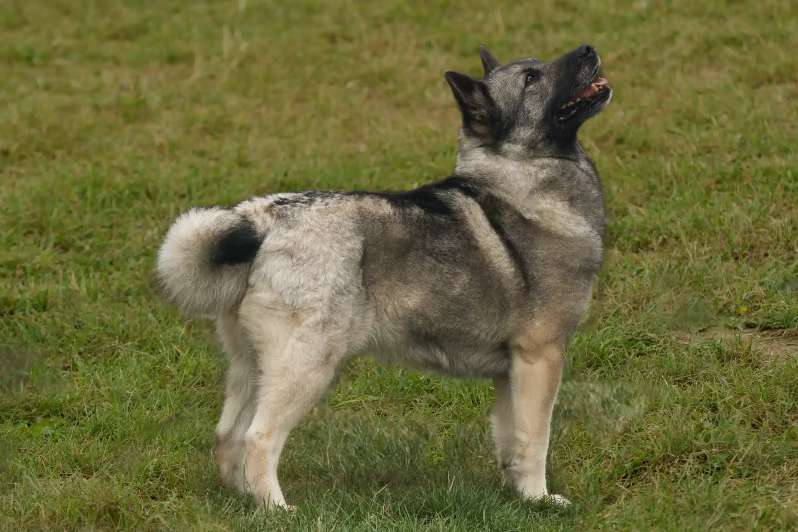 Read more about the article Criador de Buhund norueguês