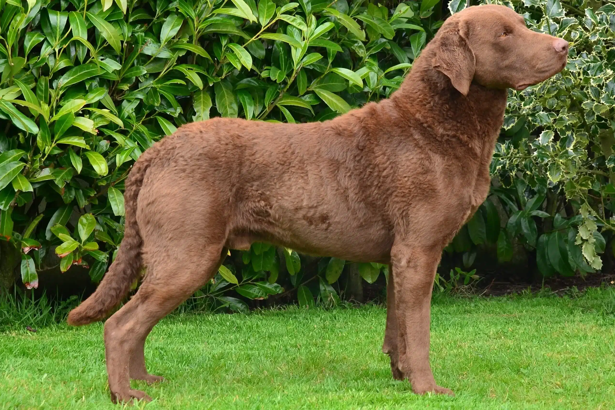 Read more about the article Criador de Chesapeake Bay Retriever
