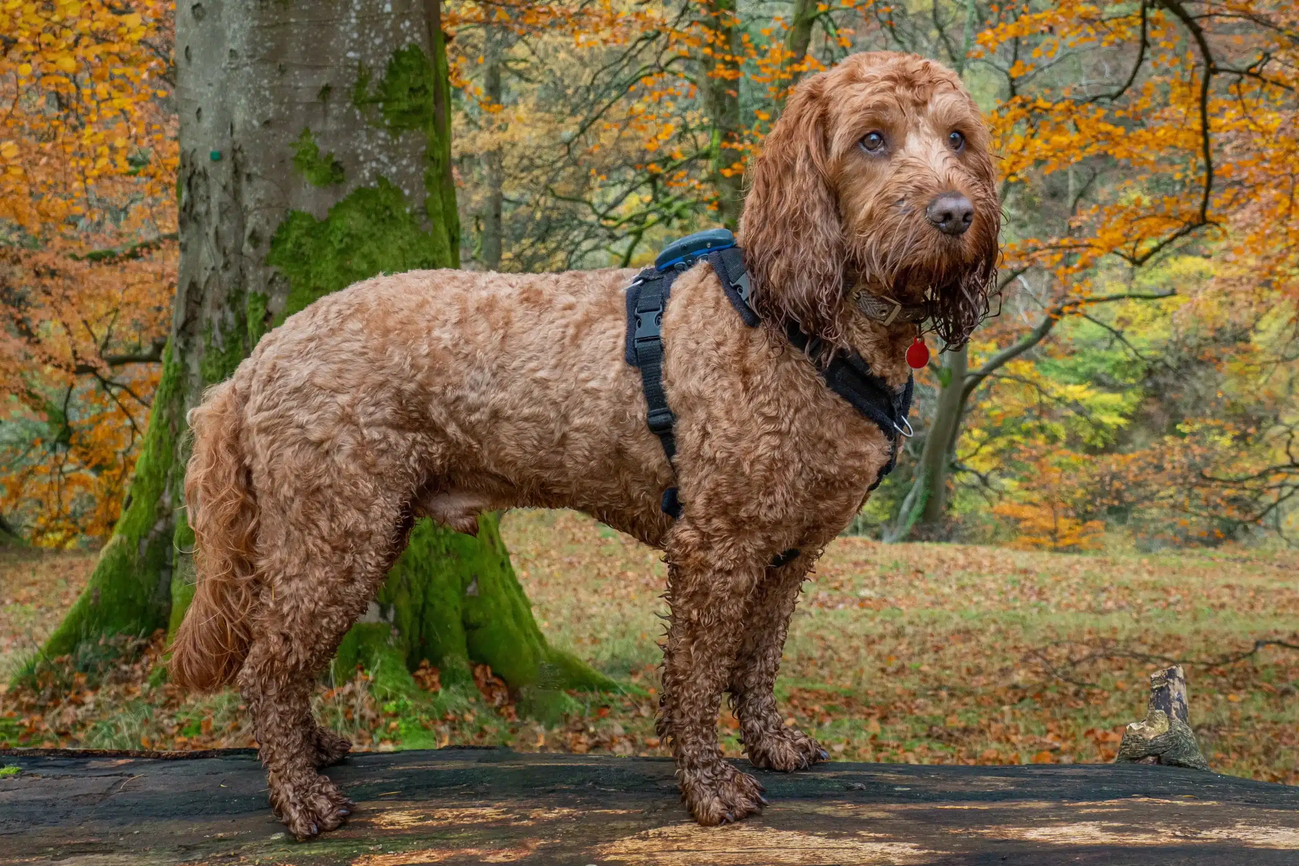 Read more about the article Criador de Cockapoo