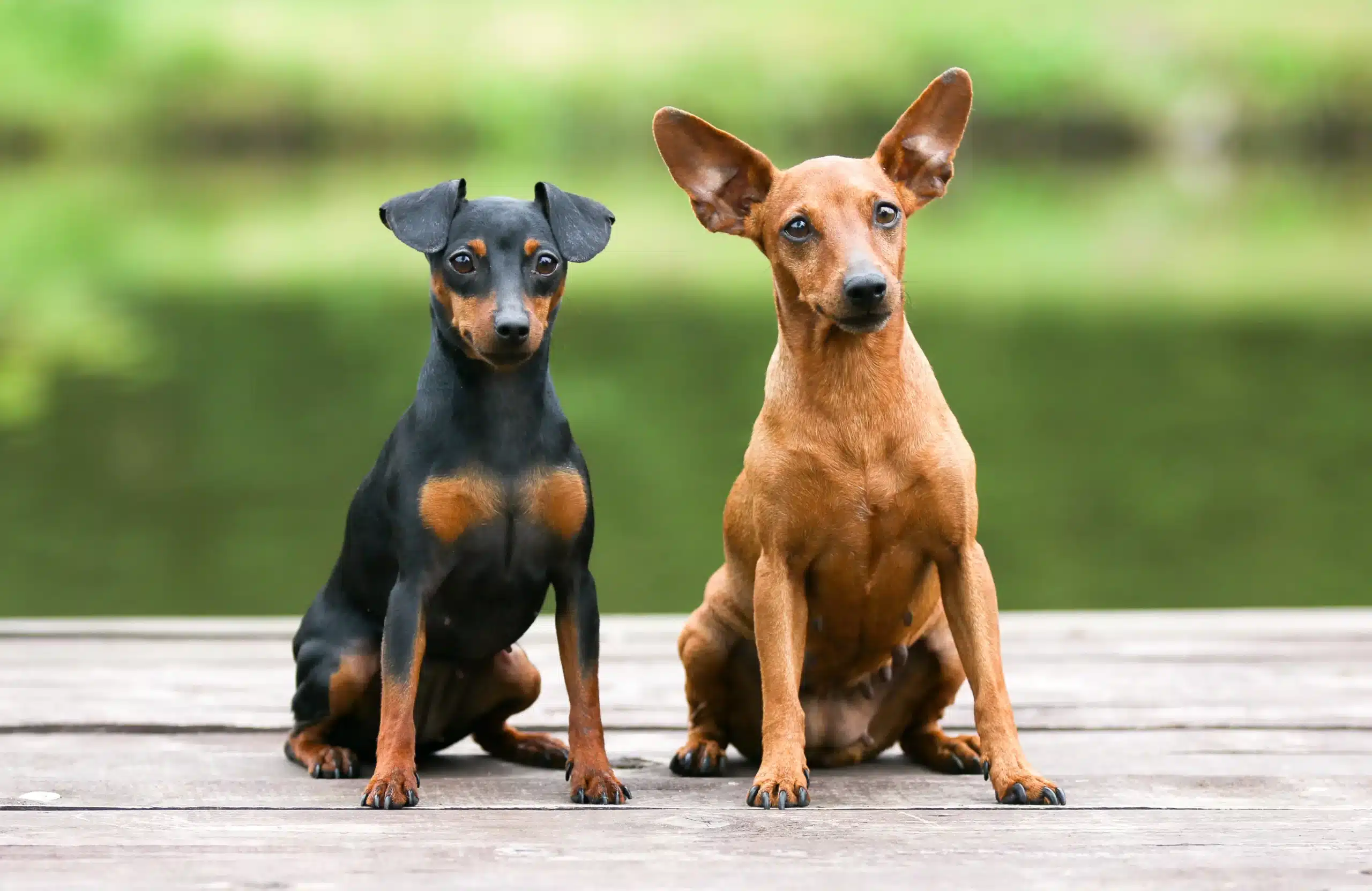 Read more about the article Criador de Pinscher miniatura