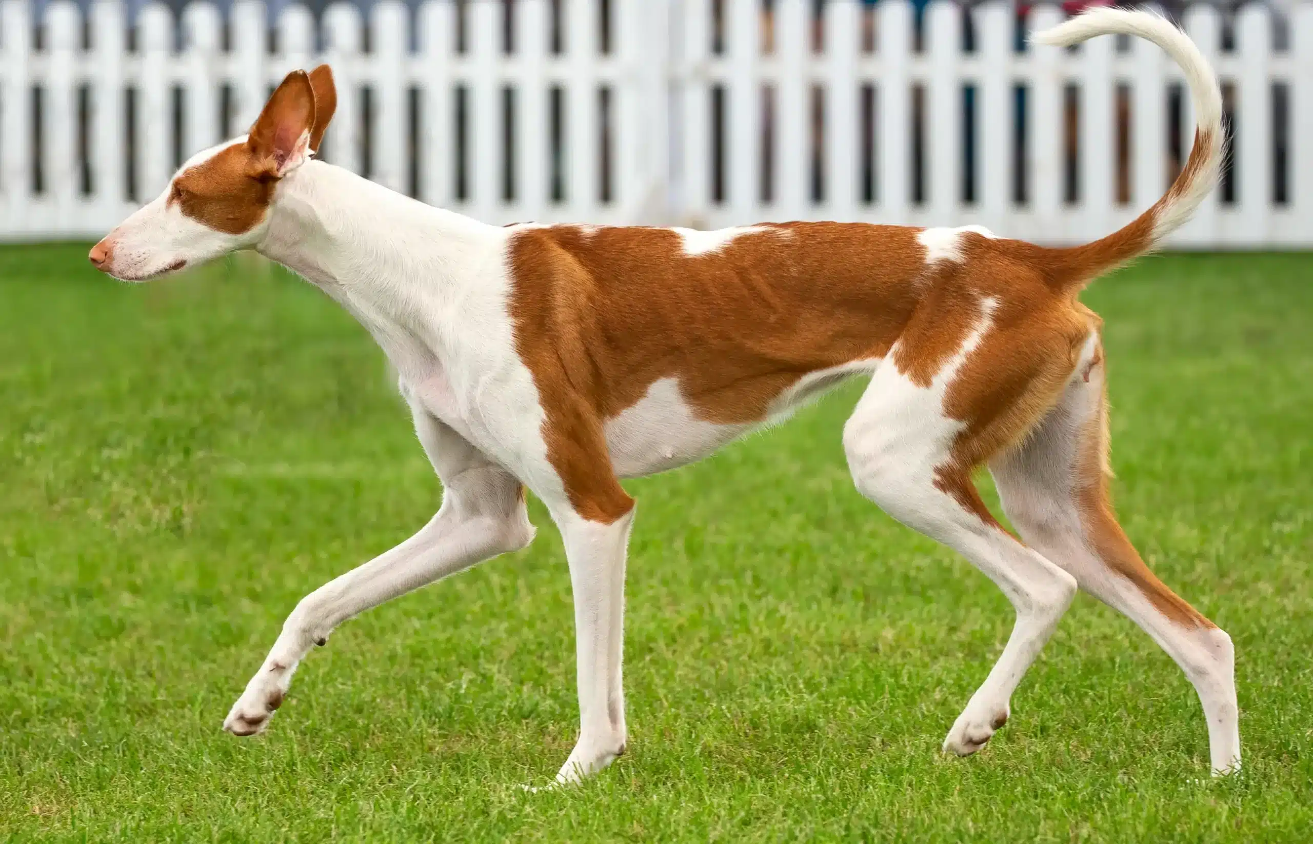 Read more about the article Podenco criador
