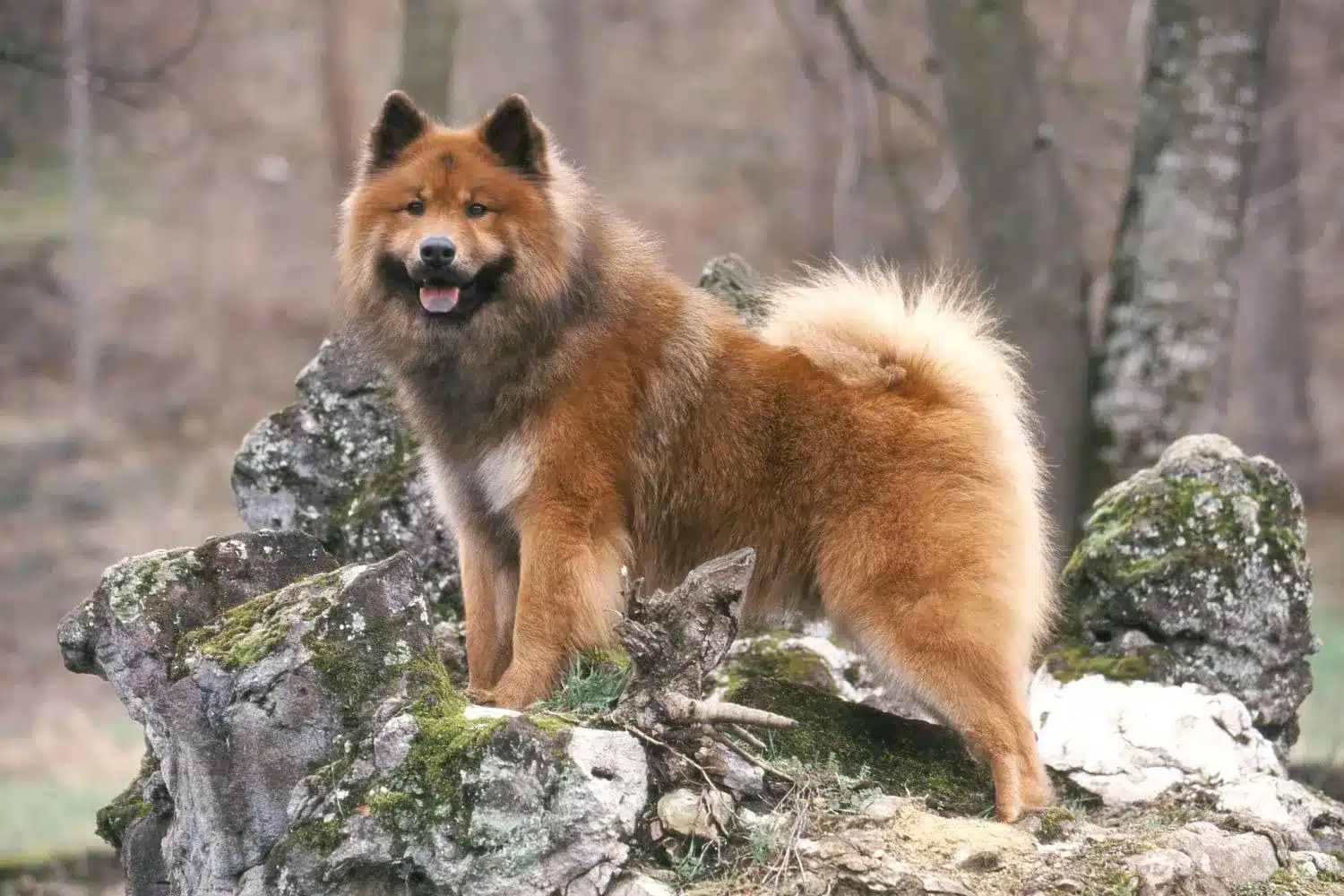 Cachorros e criadores Eurasier Encontre criadores de Eurasier perto de si.