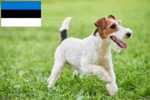 Read more about the article Fox Terrier criadores e cachorros em Estónia