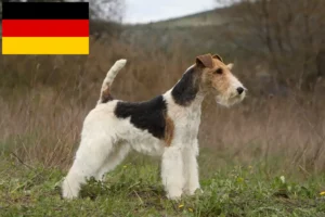 Read more about the article Criadores de Fox Terrier e cachorros na Alemanha