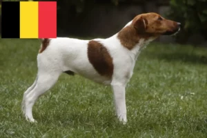 Read more about the article Fox Terrier criadores e cachorros na Bélgica
